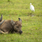 Hainan_Wetland_Thrives_with_Buffalo_Egret_Symbiosis - Khabar Asia Hainan_Wetland_Thrives_with_Buffalo_Egret_Symbiosis