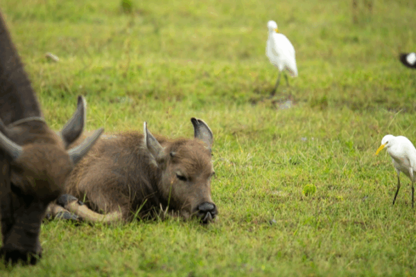 Hainan Wetland Thrives with Buffalo-Egret Symbiosis Hainan_Wetland_Thrives_with_Buffalo_Egret_Symbiosis