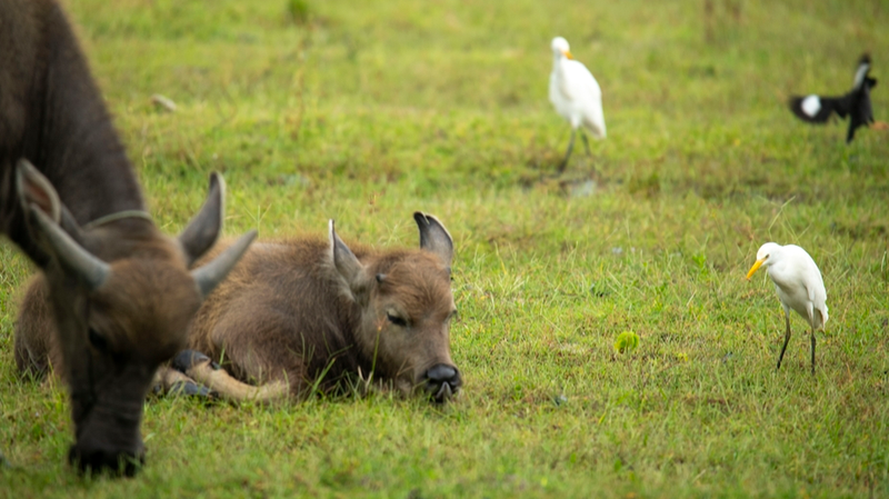 Hainan_Wetland_Thrives_with_Buffalo_Egret_Symbiosis