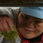 Huang_Hongying__Brewing_Hope_in_Guizhou_s_Tea_Fields - Khabar Asia Huang_Hongying__Brewing_Hope_in_Guizhou_s_Tea_Fields