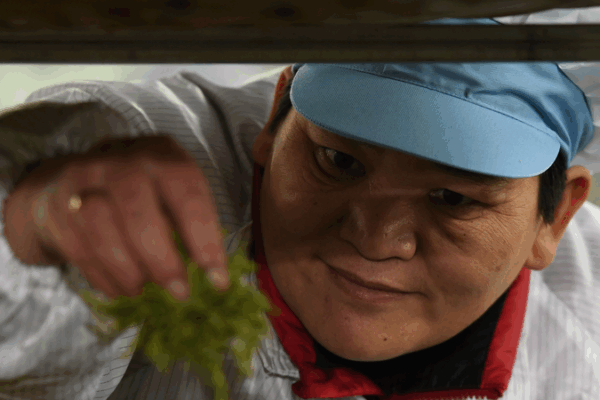 Huang Hongying: Brewing Hope in Guizhou’s Tea Fields Huang_Hongying__Brewing_Hope_in_Guizhou_s_Tea_Fields