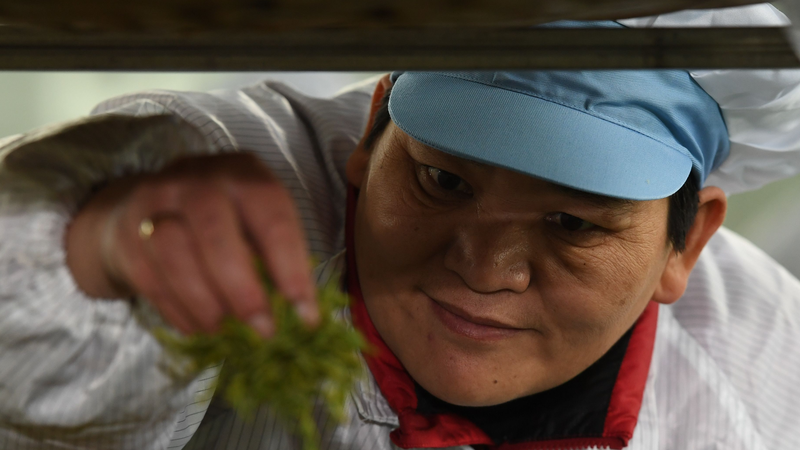 Huang_Hongying__Brewing_Hope_in_Guizhou_s_Tea_Fields - Khabar Asia Huang_Hongying__Brewing_Hope_in_Guizhou_s_Tea_Fields