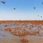Jiangsu_s_Wetlands_Transform_into_Crimson_Wonderland_as_Seepweeds_Bloom_poster - Khabar Asia Jiangsu_s_Wetlands_Transform_into_Crimson_Wonderland_as_Seepweeds_Bloom video poster