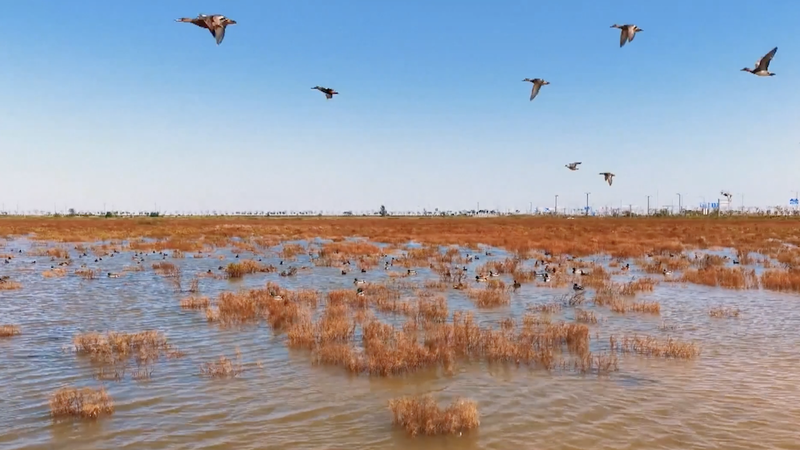 Jiangsu_s_Wetlands_Transform_into_Crimson_Wonderland_as_Seepweeds_Bloom_poster - Khabar Asia Jiangsu_s_Wetlands_Transform_into_Crimson_Wonderland_as_Seepweeds_Bloom video poster