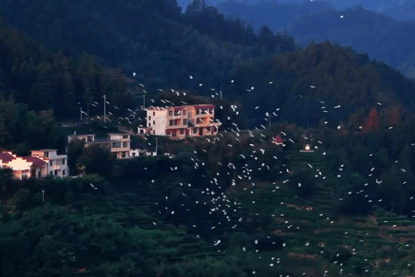 Jiangxi’s Suichuan Flyway: A Vital Corridor for Millions of Migrating Birds Jiangxi_s_Suichuan_Flyway__A_Vital_Corridor_for_Millions_of_Migrating_Birds video poster
