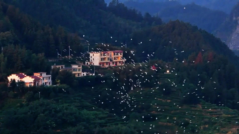 Jiangxi_s_Suichuan_Flyway__A_Vital_Corridor_for_Millions_of_Migrating_Birds video poster