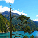 Jiuzhaigou_s__One_Armed__Cypress__A_Natural_Wonder_at_Long_Lake_poster - Khabar Asia Jiuzhaigou_s__One_Armed__Cypress__A_Natural_Wonder_at_Long_Lake video poster