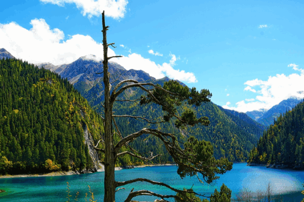 Jiuzhaigou’s ‘One-Armed’ Cypress: A Natural Wonder at Long Lake Jiuzhaigou_s__One_Armed__Cypress__A_Natural_Wonder_at_Long_Lake video poster