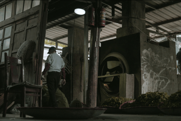 Master Lin Yunlian Reveals Secrets of Taiwan’s Rare Blue Oolong Tea Master_Lin_Yunlian_Reveals_Secrets_of_Taiwan_s_Rare_Blue_Oolong_Tea video poster
