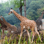 Nanjing_Hongshan_Forest_Zoo_Opens_with_Rare_Species_and_Eco_Innovations video poster
