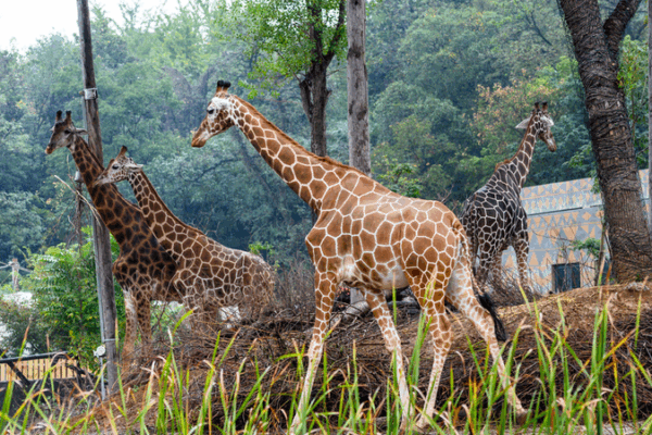Nanjing Hongshan Forest Zoo Opens with Rare Species and Eco-Innovations Nanjing_Hongshan_Forest_Zoo_Opens_with_Rare_Species_and_Eco_Innovations video poster
