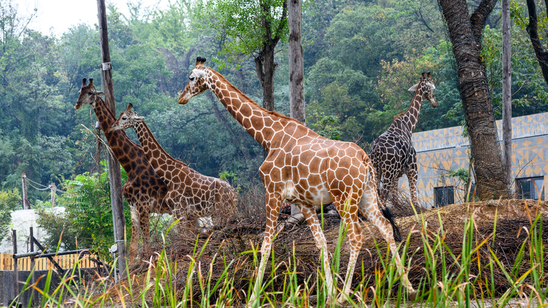 Nanjing_Hongshan_Forest_Zoo_Opens_with_Rare_Species_and_Eco_Innovations video poster