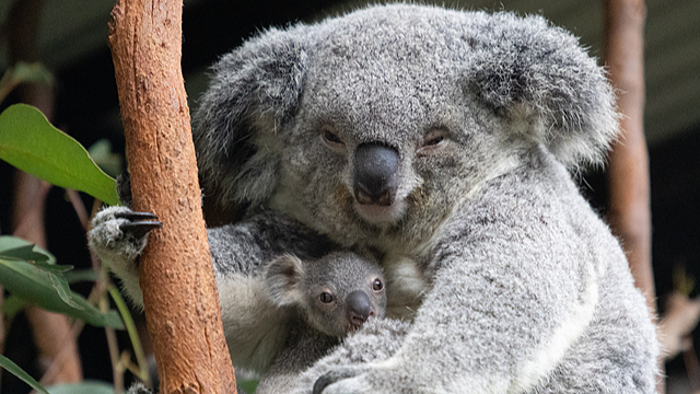 New Zealand Eases Visa Rules for Chinese Travelers via Australia New_Zealand_Eases_Visa_Rules_for_Chinese_Travelers_via_Australia
