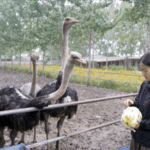 Ostrich_Farmer_Soars_in_E_Commerce_with_Viral_Livestreams_poster - Khabar Asia Ostrich_Farmer_Soars_in_E_Commerce_with_Viral_Livestreams video poster