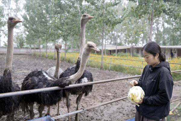Ostrich Farmer Soars in E-Commerce with Viral Livestreams Ostrich_Farmer_Soars_in_E_Commerce_with_Viral_Livestreams video poster