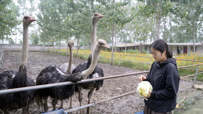 Ostrich_Farmer_Soars_in_E_Commerce_with_Viral_Livestreams_poster - Khabar Asia Ostrich_Farmer_Soars_in_E_Commerce_with_Viral_Livestreams video poster