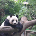 Panda_Brothers_Thrive_in_Hainan__A_Tale_of_Conservation_and_Care_poster - Khabar Asia Panda_Brothers_Thrive_in_Hainan__A_Tale_of_Conservation_and_Care video poster