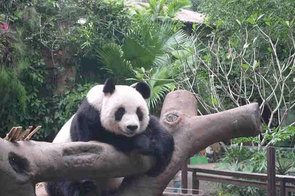 Panda Brothers Thrive in Hainan: A Tale of Conservation and Care Panda_Brothers_Thrive_in_Hainan__A_Tale_of_Conservation_and_Care video poster