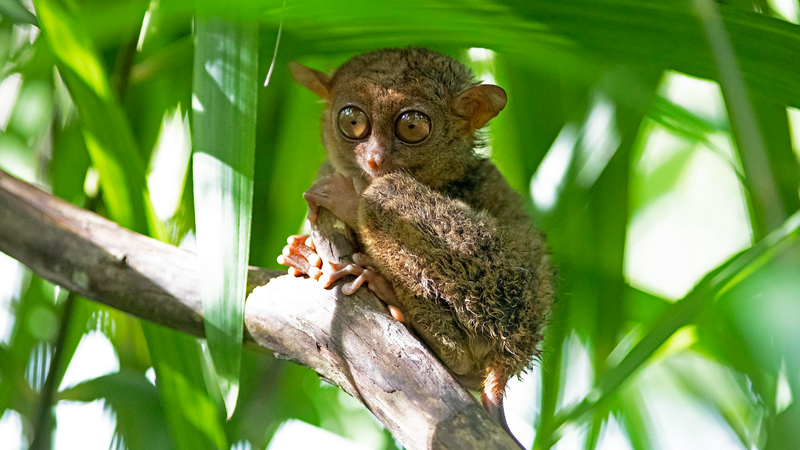 Philippine Tarsier: APEC 2025 Spotlights Rainforest Conservation Philippine_Tarsier__APEC_2025_Spotlights_Rainforest_Conservation