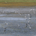 Poyang_Lake_Welcomes_Over_10_000_Migratory_Birds_as_Conservation_Efforts_Pay_Off_poster - Khabar Asia Poyang_Lake_Welcomes_Over_10_000_Migratory_Birds_as_Conservation_Efforts_Pay_Off video poster