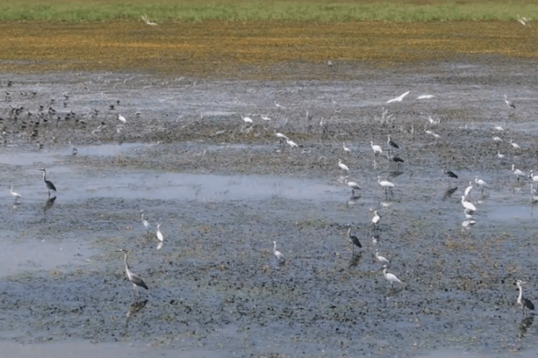 Poyang Lake Welcomes Over 10,000 Migratory Birds as Conservation Efforts Pay Off Poyang_Lake_Welcomes_Over_10_000_Migratory_Birds_as_Conservation_Efforts_Pay_Off video poster