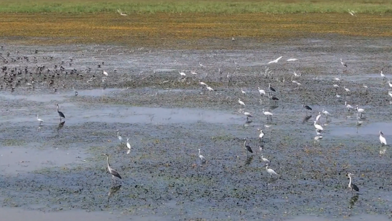Poyang_Lake_Welcomes_Over_10_000_Migratory_Birds_as_Conservation_Efforts_Pay_Off video poster