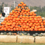 Pumpkin_Art_Festival_Lights_Up_Urumqi_During_National_Celebrations - Khabar Asia Pumpkin_Art_Festival_Lights_Up_Urumqi_During_National_Celebrations