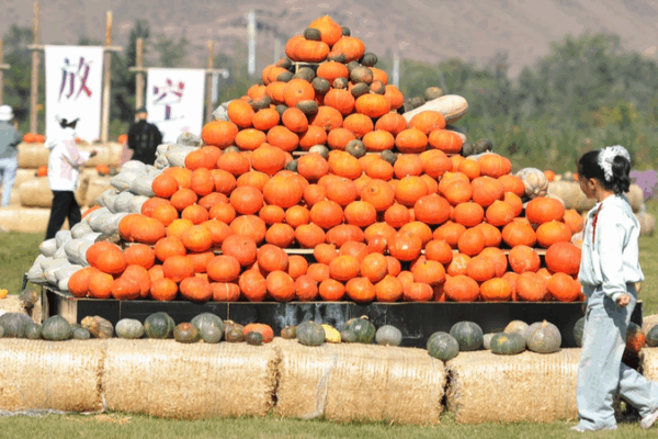 Pumpkin Art Festival Lights Up Urumqi During National Celebrations Pumpkin_Art_Festival_Lights_Up_Urumqi_During_National_Celebrations