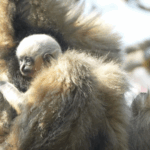 Rare_Gibbons_Thrive_in_Yunnan_s_Ailao_Mountains__New_Births_Signal_Hope_poster - Khabar Asia Rare_Gibbons_Thrive_in_Yunnan_s_Ailao_Mountains__New_Births_Signal_Hope video poster