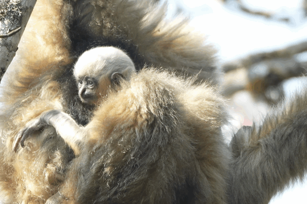 Rare Gibbons Thrive in Yunnan’s Ailao Mountains, New Births Signal Hope Rare_Gibbons_Thrive_in_Yunnan_s_Ailao_Mountains__New_Births_Signal_Hope video poster