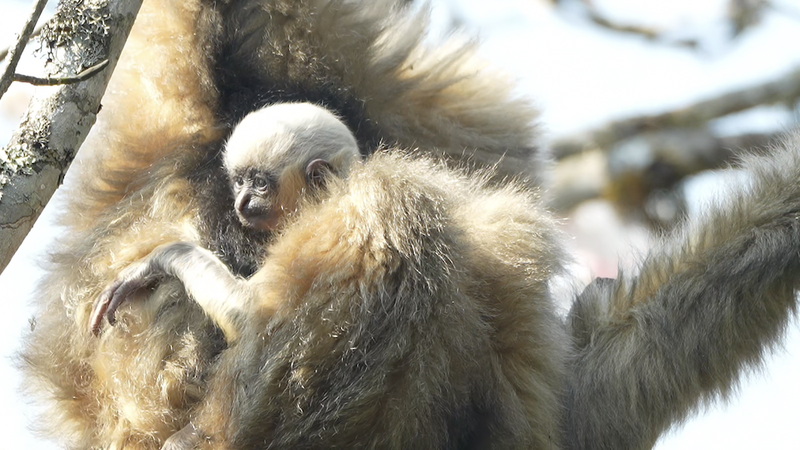 Rare_Gibbons_Thrive_in_Yunnan_s_Ailao_Mountains__New_Births_Signal_Hope_poster - Khabar Asia Rare_Gibbons_Thrive_in_Yunnan_s_Ailao_Mountains__New_Births_Signal_Hope video poster