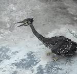 Rare_White_Eared_Night_Heron_Spotted_in_Guizhou__Signaling_Conservation_Win_poster - Khabar Asia Rare_White_Eared_Night_Heron_Spotted_in_Guizhou__Signaling_Conservation_Win video poster