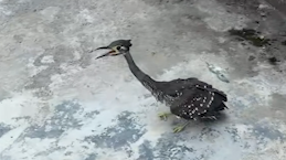 Rare White-Eared Night-Heron Spotted in Guizhou, Signaling Conservation Win Rare_White_Eared_Night_Heron_Spotted_in_Guizhou__Signaling_Conservation_Win video poster