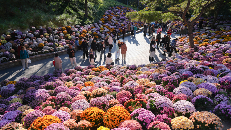 Ritan Park’s Chrysanthemum Display Captivates Beijing Visitors Ritan_Park_s_Chrysanthemum_Display_Captivates_Beijing_Visitors