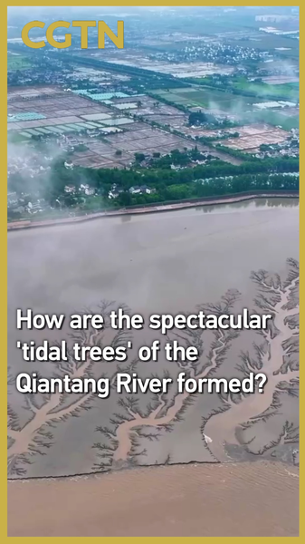 Science Reveals Secrets Behind Qiantang River’s ‘Tidal Trees’ Science_Reveals_Secrets_Behind_Qiantang_River_s__Tidal_Trees_ video poster
