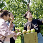 Shanxi_s_Yulu_Pears_Sweeten_Rural_Revitalization_Efforts video poster