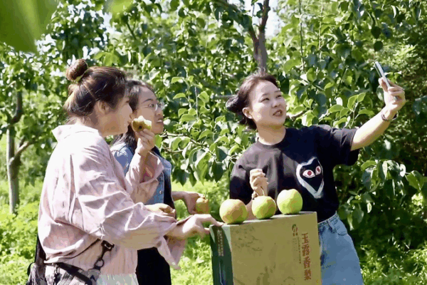 Shanxi’s Yulu Pears Sweeten Rural Revitalization Efforts Shanxi_s_Yulu_Pears_Sweeten_Rural_Revitalization_Efforts video poster