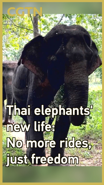 Thai Elephants Embrace Freedom: Ethical Tourism Model Thrives Thai_Elephants_Embrace_Freedom__Ethical_Tourism_Model_Thrives video poster