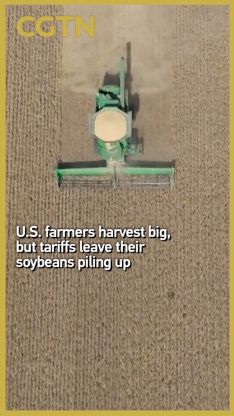 U.S. Soybean Surplus Grows as Tariffs Reshape Global Trade U_S__Soybean_Surplus_Grows_as_Tariffs_Reshape_Global_Trade video poster