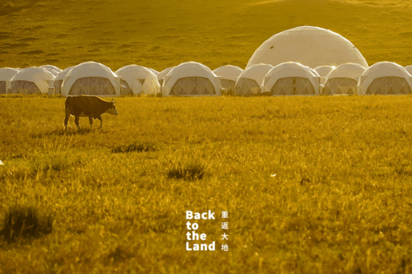 Ulanqab Grasslands: Where Herds and Harmony Shape the Steppe Ulanqab_Grasslands__Where_Herds_and_Harmony_Shape_the_Steppe