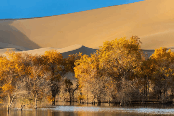 Unlocking the Secrets of Xinjiang’s ‘Desert Hero Trees’ Unlocking_the_Secrets_of_Xinjiang_s__Desert_Hero_Trees_ video poster