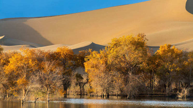 Unlocking_the_Secrets_of_Xinjiang_s__Desert_Hero_Trees__poster - Khabar Asia Unlocking_the_Secrets_of_Xinjiang_s__Desert_Hero_Trees_ video poster