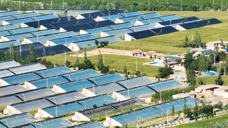 W9GBZ8UM5YZSX5Z7G294 - Khabar Asia From Barren Sands to Green Prosperity: Minning Town’s Eco-Revolution