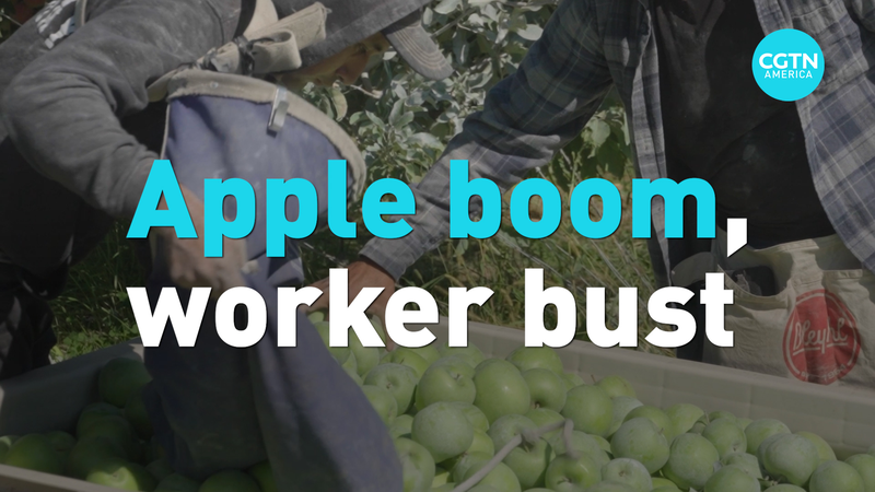 Washington Apple Boom Faces Labor Crisis as H-2A Visa Costs Rise Washington_Apple_Boom_Faces_Labor_Crisis_as_H_2A_Visa_Costs_Rise video poster