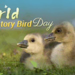 Winged_Wonders__Migratory_Birds_Bridge_Continents_on_World_Observance_Day - Khabar Asia Winged_Wonders__Migratory_Birds_Bridge_Continents_on_World_Observance_Day
