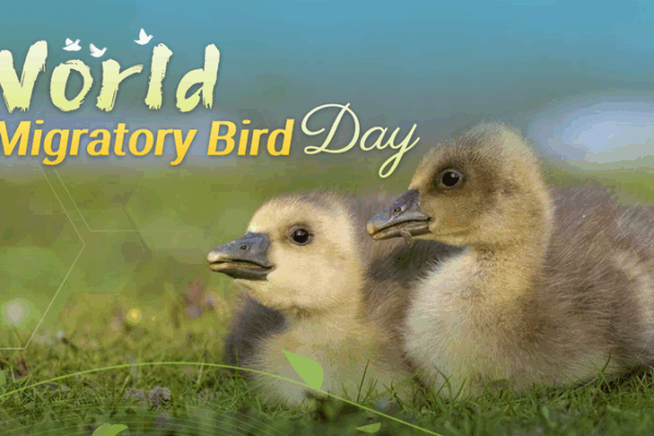 Winged Wonders: Migratory Birds Bridge Continents on World Observance Day Winged_Wonders__Migratory_Birds_Bridge_Continents_on_World_Observance_Day
