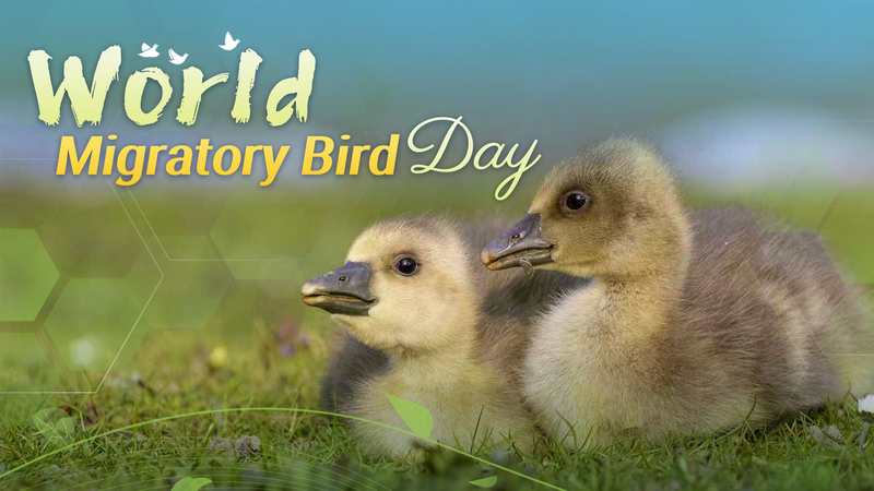 Winged_Wonders__Migratory_Birds_Bridge_Continents_on_World_Observance_Day - Khabar Asia Winged_Wonders__Migratory_Birds_Bridge_Continents_on_World_Observance_Day