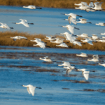 Wolong_Lake_Wetland_Becomes_Haven_for_Migratory_Birds_in_Liaoning - Khabar Asia Wolong_Lake_Wetland_Becomes_Haven_for_Migratory_Birds_in_Liaoning