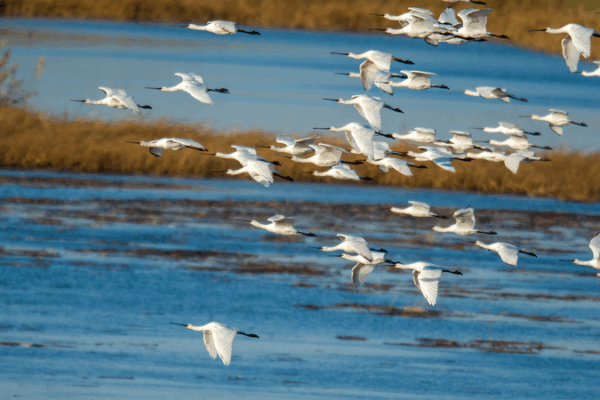 Wolong Lake Wetland Becomes Haven for Migratory Birds in Liaoning Wolong_Lake_Wetland_Becomes_Haven_for_Migratory_Birds_in_Liaoning