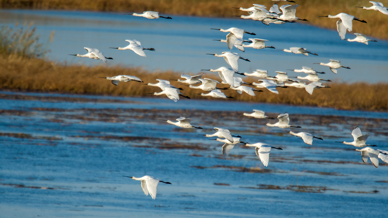 Wolong_Lake_Wetland_Becomes_Haven_for_Migratory_Birds_in_Liaoning